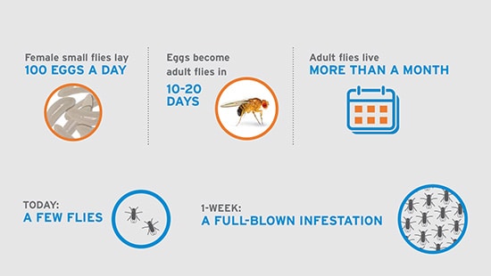 Infographic providing 7 ways to prevent small fly infestation
