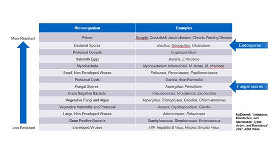 Chart stating that endospores are more resistant to chemicals or other processes that can easily kill vegetative cells