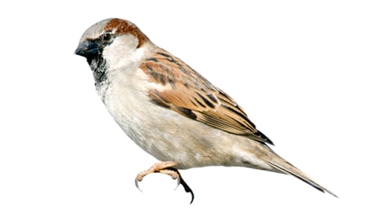 Sideview of House Sparrow. 
