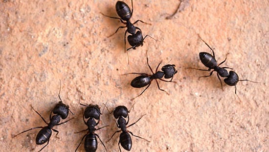 ants, black