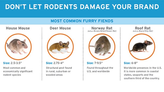 Rodent infographic