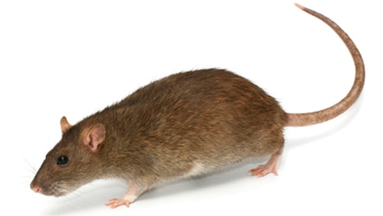 Commercial Pest Control for Rodents