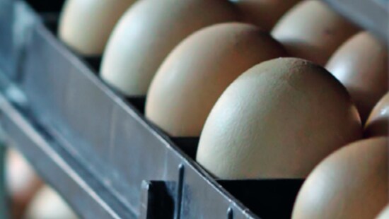 Eggs in hatchery crates.