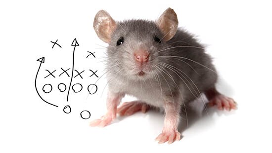 RODENT DEFENSE THE SCIENCE BEHIND RODENT CONTROL RODENT DEFENSE THE SCIENCE BEHIND RODENT CONTROL