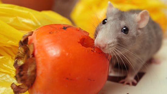The dangers of rodents have on Food Safety
